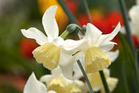 Narcissus 'Tresamble'