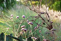 Wire animal on wooden fence with Verbena bonariensis behind. Norwell Nurseries, Norwell, Notts, UK