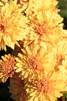 Chrysanthemum 'Ruby Raynor'. Norwell Nurseries, Norwell, Notts, UK