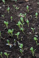 Young lettuce seedlings in tray, winter lettuce 'Vaila'