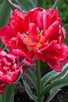 Tulipa 'Eternal Flame', full bloom