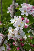 Malus 'James Grieve', between stages 6 and 7,  Pink Bud to Bloom