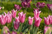 Tulipa 'China Pink' and Tulipa 'Knight Rider'