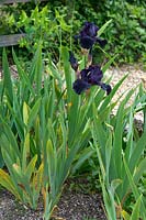 Iris 'Superstition'