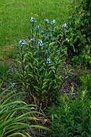 Amsonia tabernaemontana var. salicifolia - Willow Leaf Blue Star