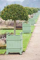 Line of Versailles planters containing standard clipped Portuguese laurels - Prunus lusitanica in the Italian Garden, Trentham Gardens