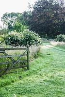 Gateway into meadow with mown paths leading through long meadow grasses past trees and flowering species shrub roses.