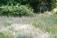 Mound of species rose Rosa x dupontii surrounded by long meadow grass with metal arbour beyond