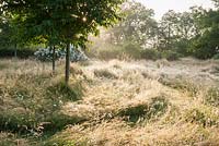 Sunlit meadow with mown grass paths weaving through long grasses, trees and mounds of species roses