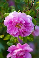 Rosa californica 'Plena'