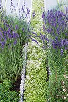 Lavender beside a planted rill in the paving filled with aromatic thyme. Living Landscapes: Healing Urban Garden, RHS Hampton Court Palace Flower Show 2015