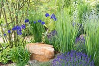 Dry border with Agapanthus 'Sophie', Lavandula angustifolia 'Hidcote' and foliage of Iris sibirica 'Dreaming Yellow' - Encore: A Music Lover's Garden, RHS Hampton Court Palace Flower Show 2015