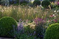 Morning sun on wildflower garden and border with balls of Buxus sempervirens, Salvia, Achillea, Echinacea, Nepeta and Geranium 'Rozanne'. Urban Oasis, RHS Hampton Court Flower Show 2015