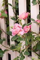 Rosa 'Boscobel' growing through a white picket fence
