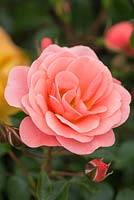 Rosa 'Fascination', floribunda type