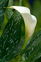 Zantedeschia albomaculata - spotted arum lily