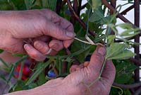 Tie sweetpea stem to plant support using raffia