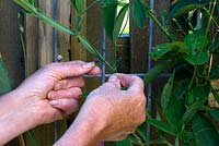 Tie sweetpea stem to plant support using foam-covered wire