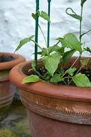 Copper tape ring fixed around terracotta pot to deter slugs and snails from damaging young Thunbergia plants
