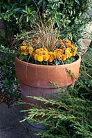 Carex comans bronze-leaved and orange chrysanthemum in a pot