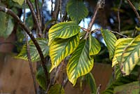 Prunus leaf with magnesium deficiency, chlorosis, yellowing between the veins, in older leaves