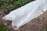 Cover new plants with horticultural fleece at night