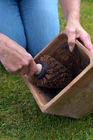 Planting Tulip Bulbs. Step One - Use pot brush to clean old compost away, to help avoid disease