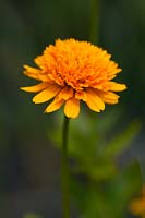 Heliopsis helianthoides var scabra 'Asahi' -  False sunflower