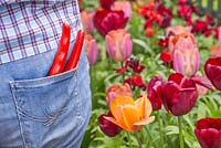 Woman with secateurs in back pocket beside a border of Tulip 'Cairo', 'Malaika' and 'National Velvet'