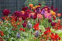 Raised border containing Tulip 'Jan Reus', Tulip 'Malaika', Tulipa 'Brown Sugar', Tulip 'Cairo', Tulip 'Black Parrot' and Wallflowers