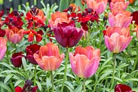Raised border containing Tulip 'National Velvet', Tulip 'Malaika' and Wallflowers