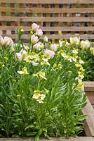 Raised border containing Tulip 'Angelique' and Cheiranthus cheiri 'Ivory White'