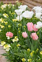 Raised border containing Tulipa 'Swan Wings', Cheiranthus cheiri 'Ivory White' and Tulip 'Apricot Beauty'