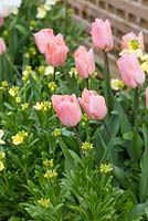 Raised border containing Cheiranthus cheiri 'Ivory White' and Tulip 'Apricot Beauty'