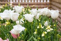 Raised border containing Tulip 'Swan Wings' and Cheiranthus cheiri 'Ivory White'