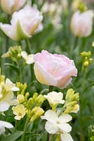 Raised border containing Tulip 'Angelique' and Cheiranthus cheiri 'Ivory White'