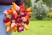 Woman carrying a bundle of freshly cut Tulipa 'Generaal De Wet', Tulipa 'National Velvet', Tulipa 'Apricot Beauty', Tulipa 'Blumex' and Wallflowers