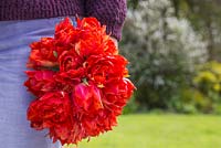 Woman carrying bunch of freshly cut Tulipa 'Abba'