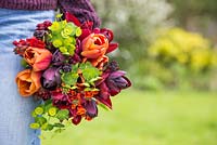 Woman carrying bundle of freshly cut Euphorbia, Wallflowers, Tulip 'Brown Sugar', Tulip 'National Velvet' and Tulip 'Queen of Night'