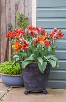 Tulipa 'Blumex' planted in blue glazed pot