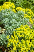 Euphorbia myrsinites - broad-leaved glaucous spurge. Hall Farm Garden, Harpswell, Lincolnshire, UK. Spring, April 2015.