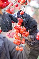Cutting bright red Malus, Crab Apples for wreaths. Gabbi's Garden, December. 