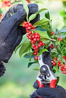 Cutting holly and red berries for wreaths. Winter.