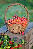 A basket of bright red Malus, crab apples on an apple box with holly, Ilex aquifolium. December.