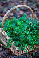 Basket of evergreen shrub foliage.