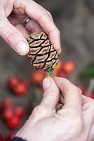 Attaching and securing green craft wire to a Sequoiadendron giganteum Cone. Wreath making. Gabbi's Garden. December.