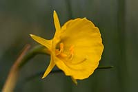 Narcissus bulbocodium subsp. bulbocodium var. conspicuus