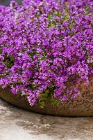 Thymus serpyllum coccineus - creeping red thyme in terracotta container 