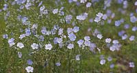 Linum usitatissimum - Common flax - June - Oxfordshire