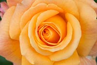 Rosa 'Belle Epoque' - Hybrid Tea Rose - June - Oxfordshire